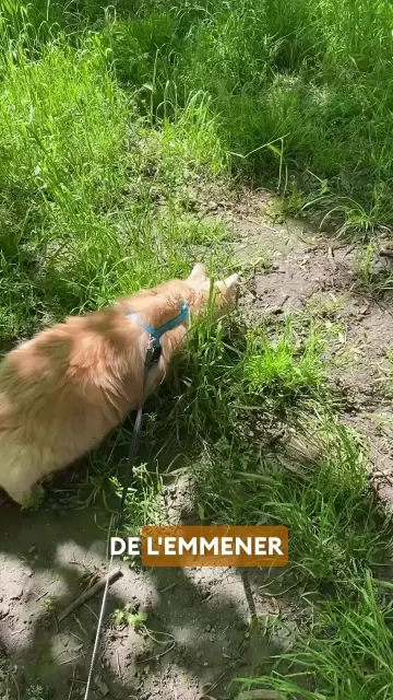 copy-12-edb-296-aae-2-4116-946-f-47-f5275-e3986-veed-export