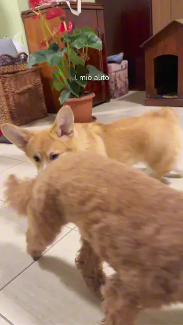 copy-64e4ed15-4dd1-42ec-919d-2393d0b5ae5a