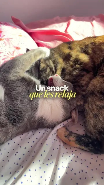 feliway-carmen-tiktok