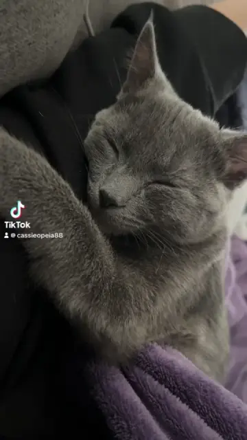 export-1740338494807