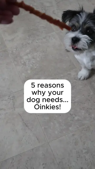 margo-creative-x-oinkies-for-pets