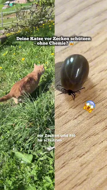 00-f451-c5-844-a-4-c10-bbe-2-e96388-d6615-e